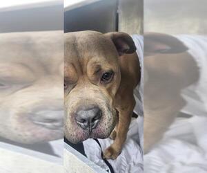 American Staffordshire Terrier-Unknown Mix Dogs for adoption in San Antonio, TX, USA