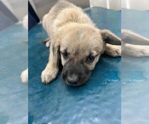 Black Mouth Cur-Unknown Mix Dogs for adoption in Mobile, AL, USA
