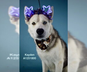 Siberian Husky Dogs for adoption in Bakersfield, CA, USA