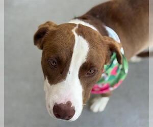 American Pit Bull Terrier-Unknown Mix Dogs for adoption in Tulsa, OK, USA
