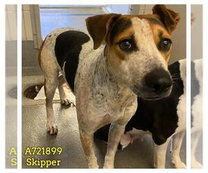 German Shorthaired Pointer-Unknown Mix Dogs for adoption in San Antonio, TX, USA