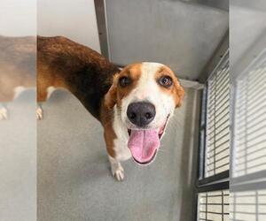 Treeing Walker Coonhound Dogs for adoption in Fayetteville, NC, USA