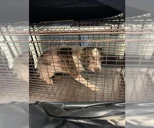 Chihuahua Dogs for adoption in Corpus Christi, TX, USA