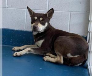 Australian Kelpie Dogs for adoption in Pearland, TX, USA