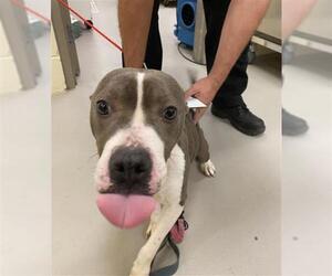 American Pit Bull Terrier Dogs for adoption in Sanford, FL, USA