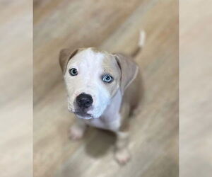 American Pit Bull Terrier-Unknown Mix Dogs for adoption in New London, WI, USA