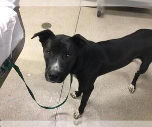Mutt Dogs for adoption in Riverside, CA, USA