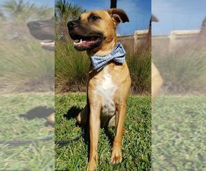 Black Mouth Cur-German Shepherd Dog Mix Dogs for adoption in Fort Lauderdale, FL, USA