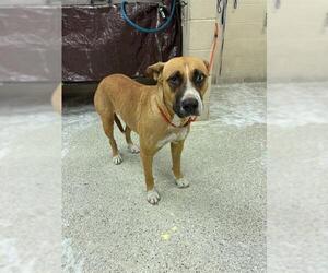 Black Mouth Cur-Unknown Mix Dogs for adoption in Conroe, TX, USA