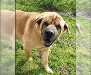 Chinese Shar-Pei Dogs for adoption in Pottstown, PA, USA