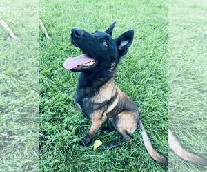 Mutt Dogs for adoption in Columbus, IN, USA