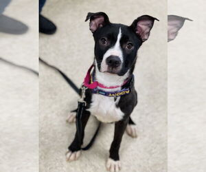 Border Terrier Dogs for adoption in Winter, WI, USA