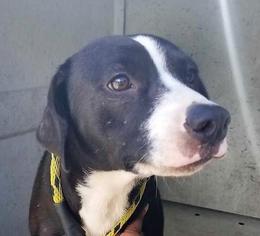 Basset Hound-Labrador Retriever Mix Dogs for adoption in Brunswick, GA, USA
