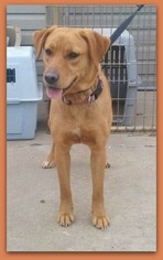 Medium Photo #76 Mutt Puppy For Sale in Pampa, TX, USA