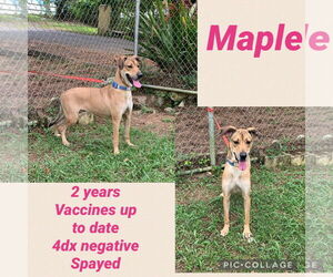 Labrador Retriever-Unknown Mix Dogs for adoption in Virginia Beach, VA, USA