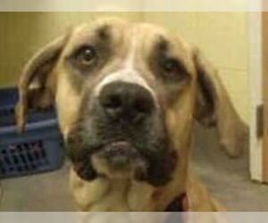 Great Dane-Unknown Mix Dogs for adoption in Silver Spring, MD, USA