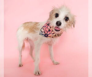 Medium Photo #2 Mutt Puppy For Sale in phoenix, AZ, USA