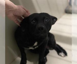 Chihuahua Dogs for adoption in Bakersfield, CA, USA