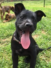 German Shepherd Dog Dogs for adoption in Roxboro, NC, USA