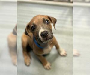 Mutt Dogs for adoption in Visalia, CA, USA