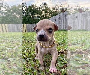 Mutt Dogs for adoption in Oakland Park , FL, USA