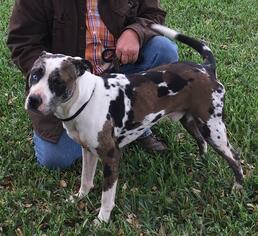 Catahoula Leopard Dog Dogs for adoption in Victoria, TX, USA