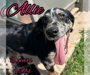 Labrador Retriever-Unknown Mix Dogs for adoption in Woodbury, NY, USA
