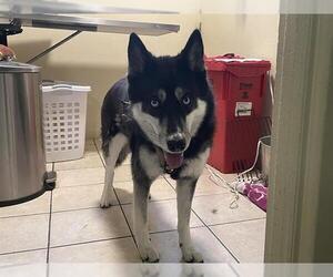 - Mix Dogs for adoption in Pasadena, CA, USA