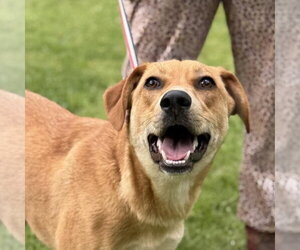 Catahoula Leopard Dog Dogs for adoption in Yardley, PA, USA