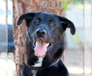German Shepherd Dog-Retriever  Mix Dogs for adoption in San Diego, CA, USA