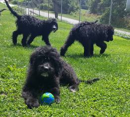 Bernedoodle Dogs for adoption in Morgantown WV, PA, USA