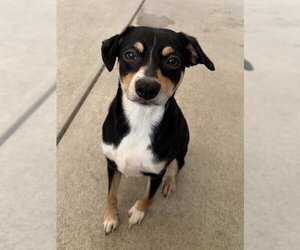 Rat-Cha Dogs for adoption in Sacramento, CA, USA
