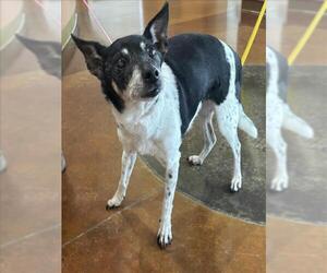 Rat Terrier-Unknown Mix Dogs for adoption in Texas City, TX, USA