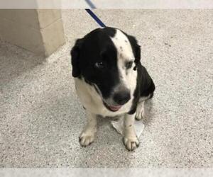 Border Collie Dogs for adoption in Conroe, TX, USA