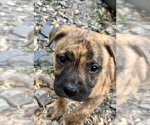 American Pit Bull Terrier-Unknown Mix Dogs for adoption in Brewster, NY, USA