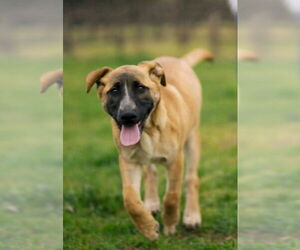 German Shepherd Dog-Unknown Mix Dogs for adoption in Santa Rosa, CA, USA