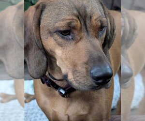 Mutt Dogs for adoption in Batavia, NY, USA