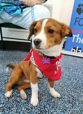 Beagi Dogs for adoption in Englewood, CO, USA