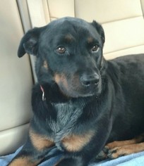 Rottweiler-Unknown Mix Dogs for adoption in Hillsboro, NH, USA