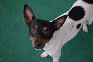Rat Terrier Dogs for adoption in Athens, AL, USA
