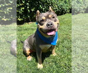 American Bulldog-American Staffordshire Terrier Mix Dogs for adoption in Redlands, CA, USA