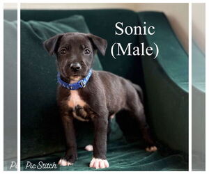 German Shepherd Dog-Great Dane Mix Dogs for adoption in Bullard, TX, USA