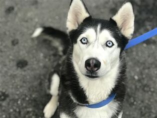 Alaskan Husky Dogs for adoption in Birdsboro, PA, USA