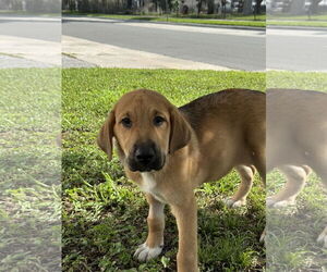 Anatolian Shepherd-Collie Mix Dogs for adoption in Sanford, FL, USA