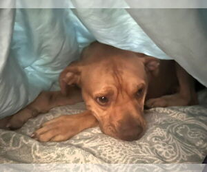 Boxer-Unknown Mix Dogs for adoption in Hinton, WV, USA