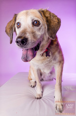 Golden Labrador Dogs for adoption in Livonia, MI, USA