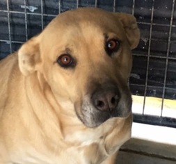 Labrador Retriever Dogs for adoption in Carmichael, CA, USA