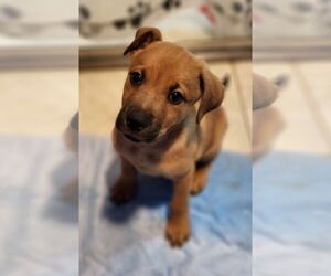 Labrador Retriever Dogs for adoption in Walnutport, PA, USA