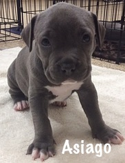 Medium Photo #1 American Pit Bull Terrier-Unknown Mix Puppy For Sale in Mission Viejo, CA, USA