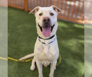 Labrador Retriever-Unknown Mix Dogs for adoption in Las Vegas, NV, USA